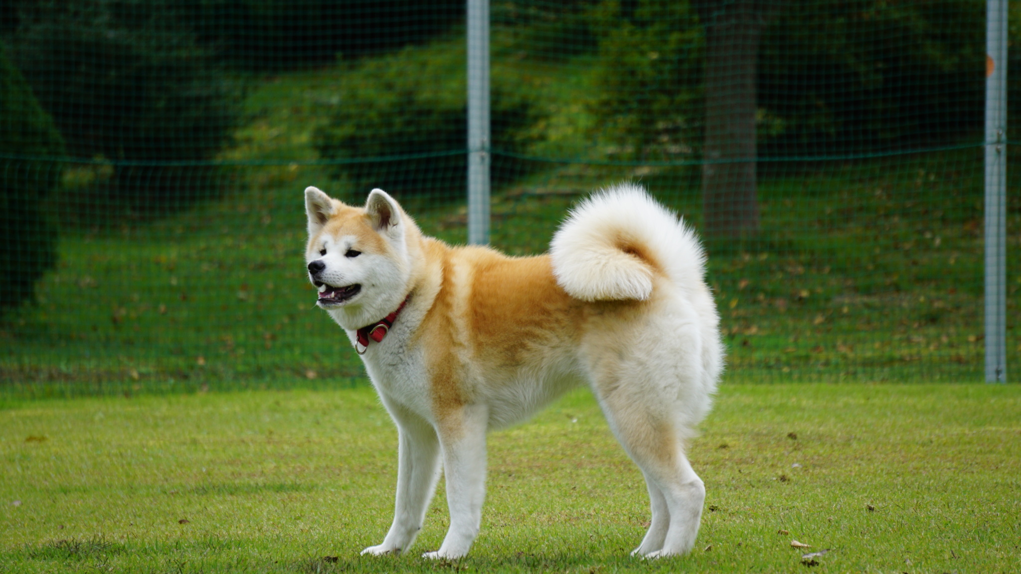 １ 秋田犬は大きくて優しいよ 秋田犬の特徴 大きさ 毛色等 と性格