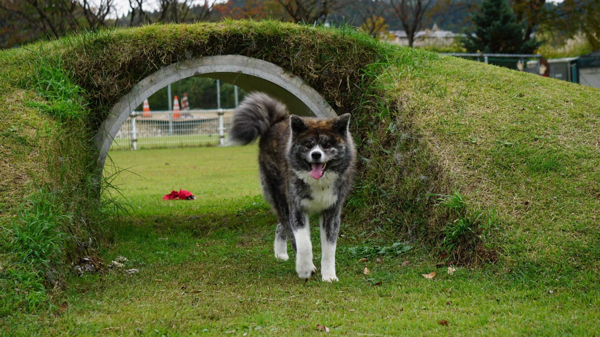 秋田犬は大きくて優しいよ 秋田犬の特徴 毛色 大きさ等 性格