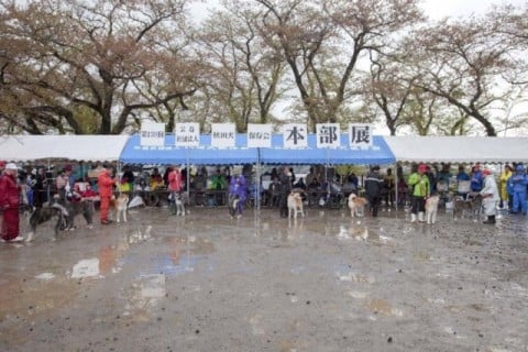 秋田犬保存会本部展の様子